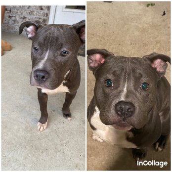 Diamond Paw Resort - Azul Diamond Paw Mascot. On left when he first started & right after 1 year. - Pet Boarding Near Me Diamond Paw Resort - Azul Diamond Paw Mascot. On left when he first started & right after 1 year. - Pet Boarding Near Me
