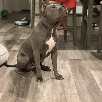 Fresh Pup Spa - Great service for our baby and will continue to request their services. - Pet Groomers Near Me Fresh Pup Spa - Great service for our baby and will continue to request their services. - Pet Groomers Near Me