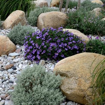 Thick Of It - a rock garden with purple flowers - Landscaping Near Me Thick Of It - a rock garden with purple flowers - Landscaping Near Me
