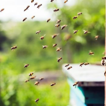 Gremillion's Pest Control - Pest Control Near Me - Baton Rouge, Louisiana Gremillion's Pest Control - Pest Control Near Me - Baton Rouge, Louisiana