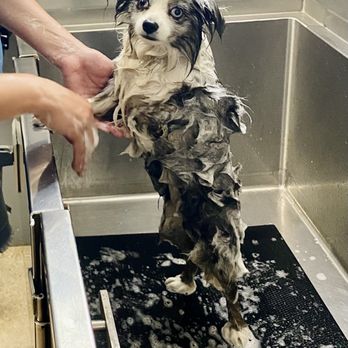 Healthy Hounds & Fat Cats - Several different soaps for whatever your doggo needs. - Pet Groomers Near Me - Durango, Colorado Healthy Hounds & Fat Cats - Several different soaps for whatever your doggo needs. - Pet Groomers Near Me - Durango, Colorado
