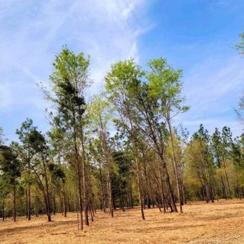 Haycox Clearing and Mulching - trees in a field - Landscaping Near Me Haycox Clearing and Mulching - trees in a field - Landscaping Near Me