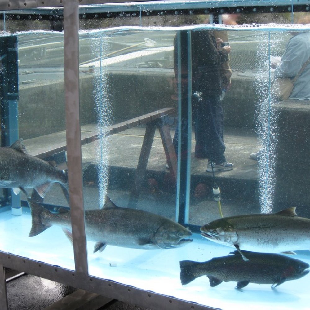 Bonneville Dam Fish Hatchery - Aquariums Near Me - Cascade Locks, Oregon Bonneville Dam Fish Hatchery - Aquariums Near Me - Cascade Locks, Oregon