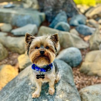 Douglas Park - Quick stop to the park for Loki!! - Parks Near Me - Santa Monica, California Douglas Park - Quick stop to the park for Loki!! - Parks Near Me - Santa Monica, California