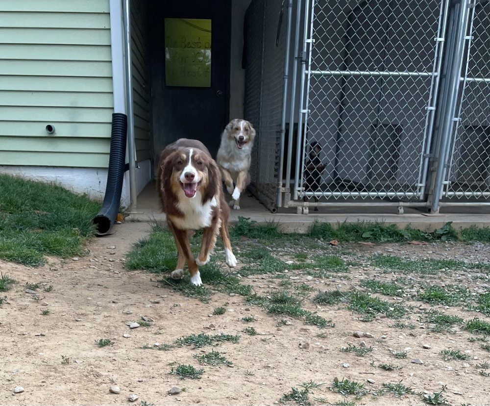 FARMVIEW KENNELS Updated September 2024 926 Eppley Rd