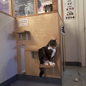 NEKO: A Cat Cafe - Themed Cafes Near Me - Seattle, Washington NEKO: A Cat Cafe - Themed Cafes Near Me - Seattle, Washington
