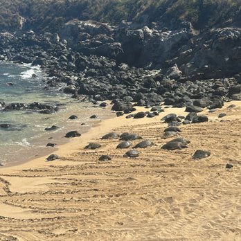 Hookipa Beach Park - More turtles - Parks Near Me - Paia, Hawaii