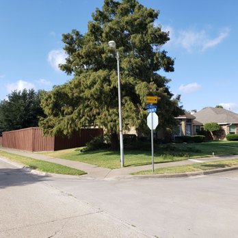 VSP Tree Services - Before - Tree Services Near Me VSP Tree Services - Before - Tree Services Near Me