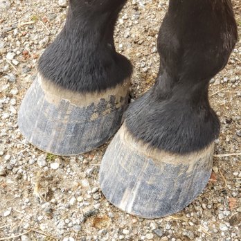 Michelle's Farrier Service - Level, balanced & even - Farriers Near Me - Pacolet, South Carolina