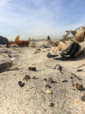 Dead Horse Bay by null