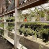 Peterson's Nursery gift card