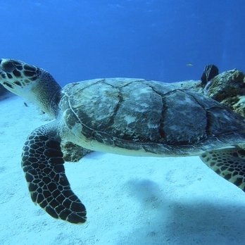 Scuba Du - Yucab - Scuba Diving Near Me - Cozumel, ROO