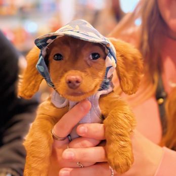 The Dog Shop - Wiener dog trying on a hat - Pet Stores Near Me - Louisville, Kentucky The Dog Shop - Wiener dog trying on a hat - Pet Stores Near Me - Louisville, Kentucky