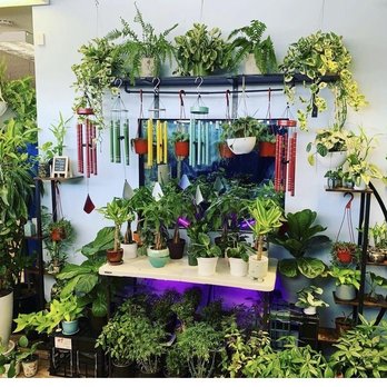 Rush of Ase - Lots of varieties of plants - Spiritual Shop Near Me - Covina, California Rush of Ase - Lots of varieties of plants - Spiritual Shop Near Me - Covina, California