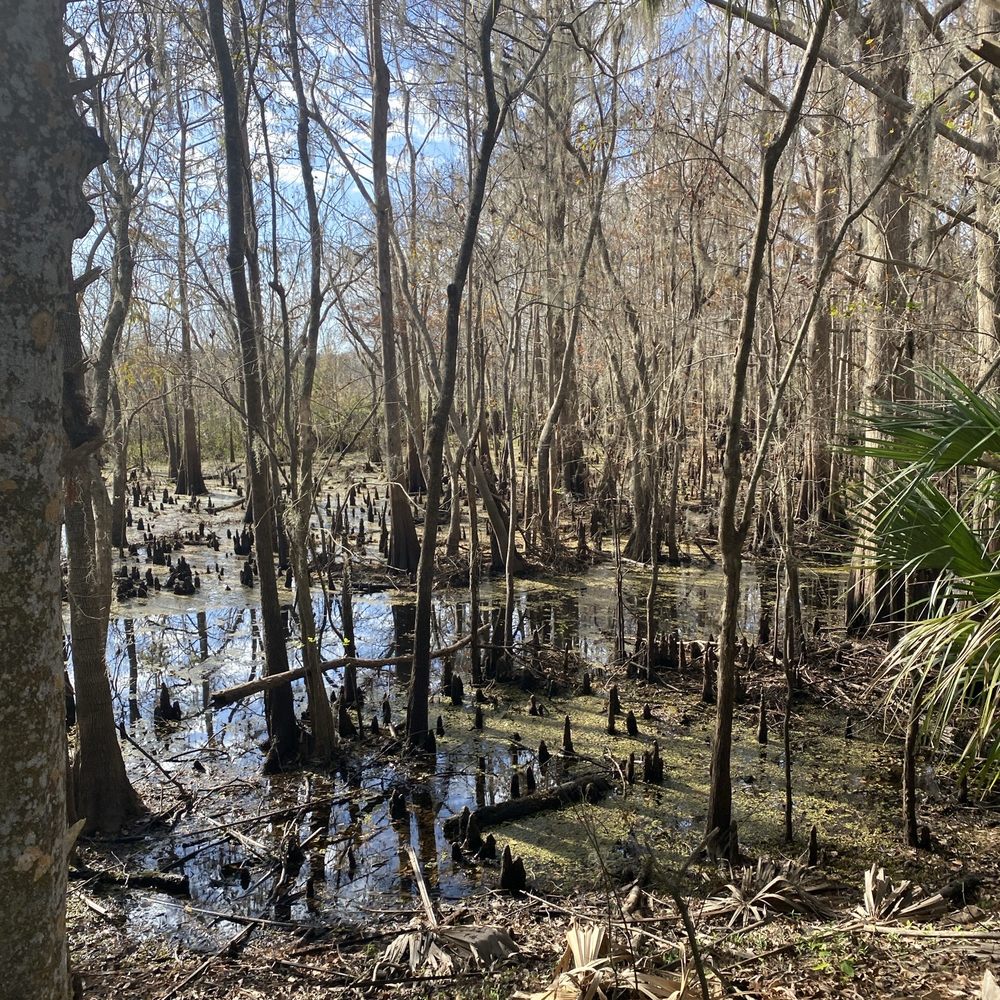 Black Bear Wilderness Area - Hiking Near Me - Sanford, Florida