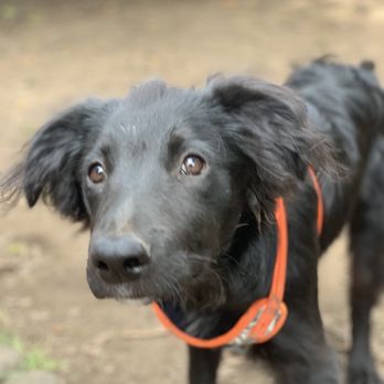 Heritage Pet Services - Pet Groomers Near Me