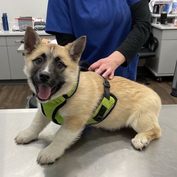 VetIQ Petcare - Veterinarians Near Me - Delaware, Ohio VetIQ Petcare - Veterinarians Near Me - Delaware, Ohio