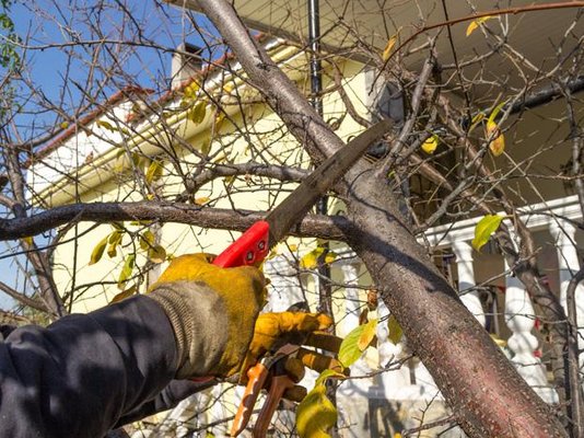 Trimming - Ruiz landscape is here to take the stress out from your fall yard maintenance. Customers will have us come by yearly for affordable tree maintenance to reduce the chance of failure of their tree in the future. Trees produce a lot of clutter and deadwood every season, so trimming is a great idea! Trimming - Ruiz landscape is here to take the stress out from your fall yard maintenance. Customers will have us come by yearly for affordable tree maintenance to reduce the chance of failure of their tree in the future. Trees produce a lot of clutter and deadwood every season, so trimming is a great idea!