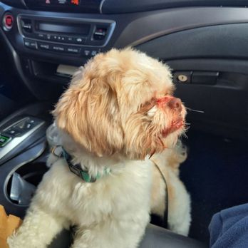 Reliable Grooming - My dog left this place bleeding because "he moves too much" this place is extremely unprofessional - Pet Groomers Near Me - Howard Beach, New York