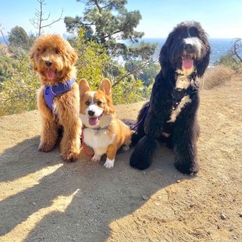 Dog Republic - On a great hike with his pack - Dog Walkers Near Me - Los Angeles, California Dog Republic - On a great hike with his pack - Dog Walkers Near Me - Los Angeles, California