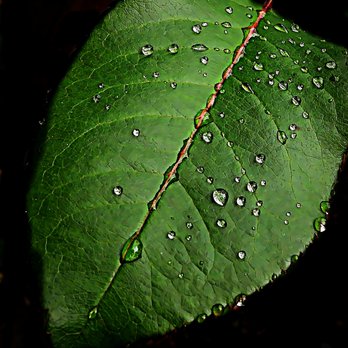 JacPhotos - rainy leaf - Session Photography Near Me