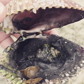 Bunche Beach Preserve - Snail living inside a shell - Beaches Near Me - Fort Myers, Florida Bunche Beach Preserve - Snail living inside a shell - Beaches Near Me - Fort Myers, Florida