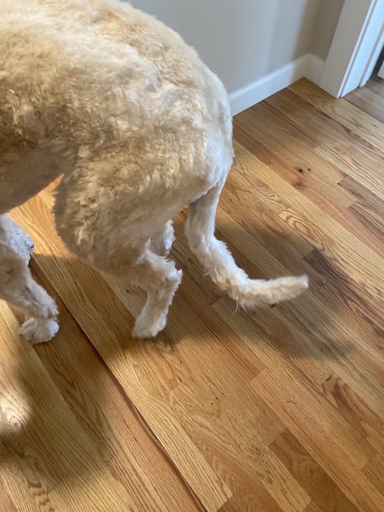 LOVING TOUCH DOG GROOMING Updated August 2024 10 Reviews 585