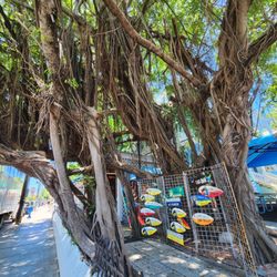 Key West Tropical Forest & Botanical Garden