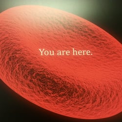 Any Lab Test Now Midtown - Single red blood cell at Any Lab Test.