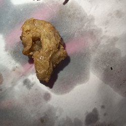 Gristle Asada