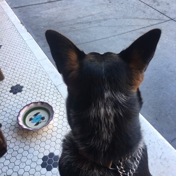 Comstock Saloon - Was able to enjoy brunch outside and they provided water for my dog luna - Lounges Near Me - San Francisco, California Comstock Saloon - Was able to enjoy brunch outside and they provided water for my dog luna - Lounges Near Me - San Francisco, California