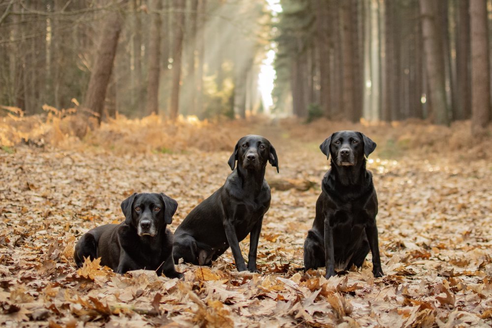 LUCKY DOG DAYCARE & HOME BOARDING Updated May 2024 1 Lynn Road