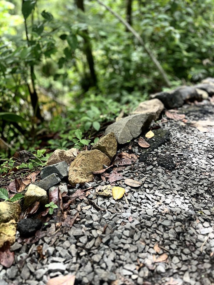 El Yunque Rainforest Image