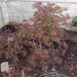 Beautiful Japanese Red Dragon Maple from Larry's Beautiful Japanese Red Dragon Maple from Larry's