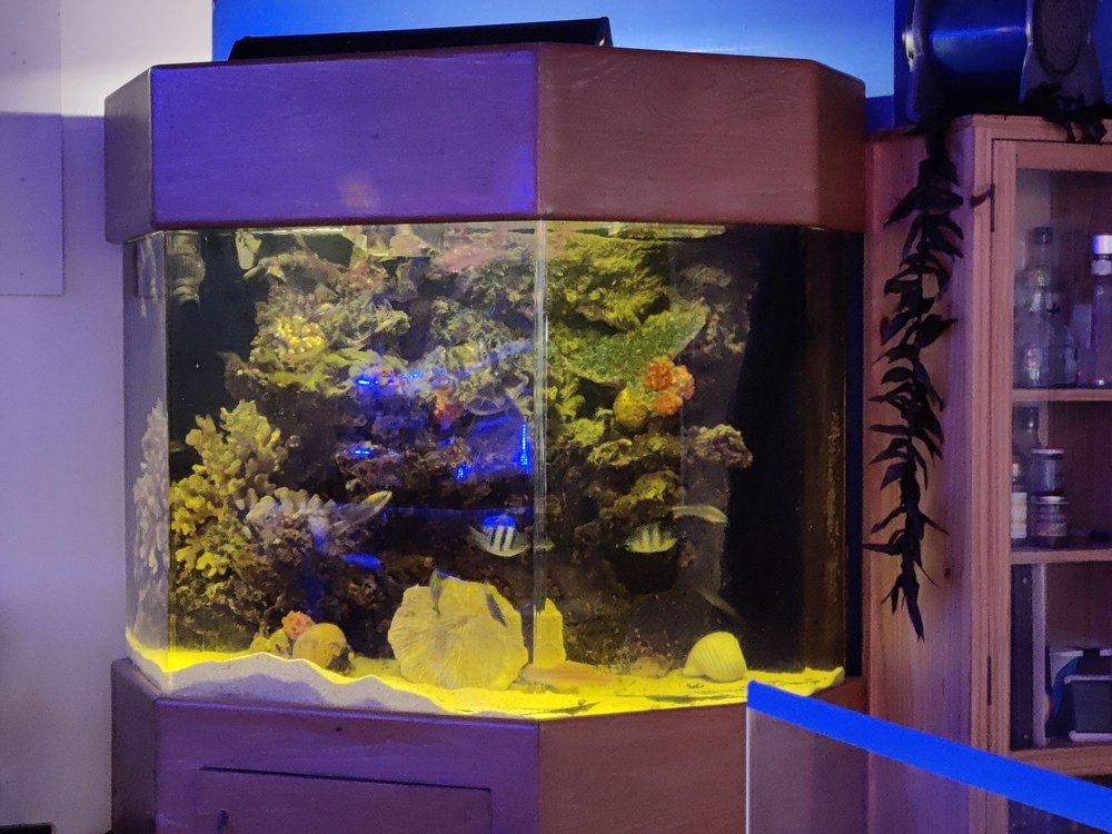 Aquarium Yelp