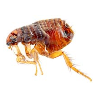 Roach Busters - Pest Control Near Me - Kenner, Louisiana Roach Busters - Pest Control Near Me - Kenner, Louisiana