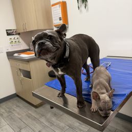 Blue and biscuit vet check up