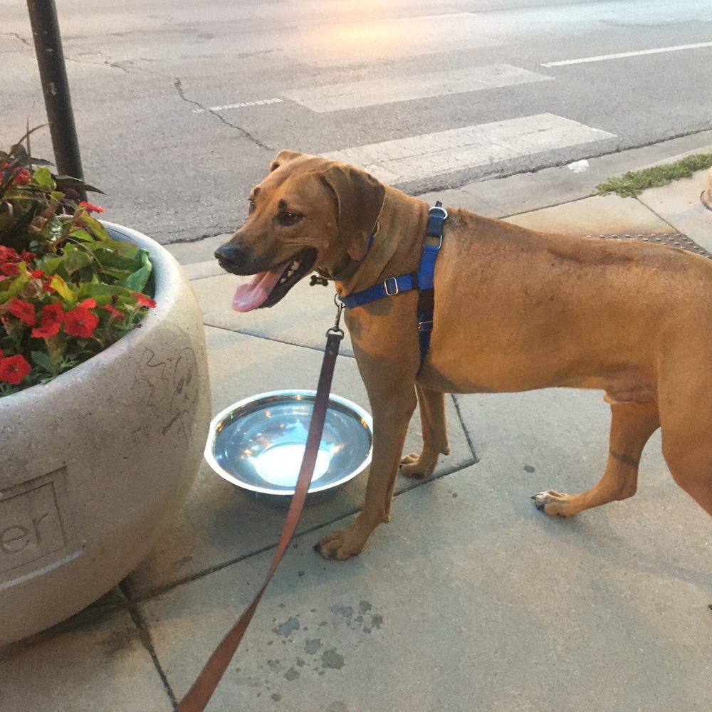 Goldies Pub - "I found the biggest water dish!!" -Klein - Pubs Near Me - Chicago, Illinois