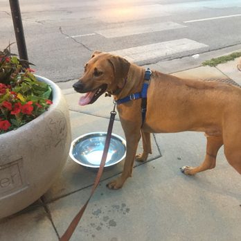 Goldies Pub - "I found the biggest water dish!!" -Klein - Pubs Near Me - Chicago, Illinois Goldies Pub - "I found the biggest water dish!!" -Klein - Pubs Near Me - Chicago, Illinois