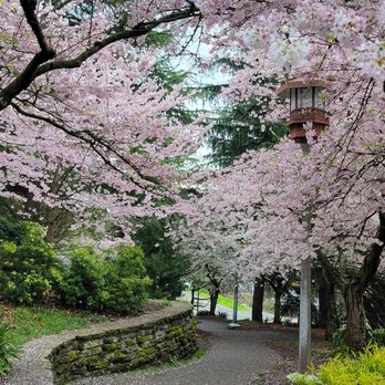Kobe Terrace - Cherry Blossoms - Parks Near Me - Seattle, Washington Kobe Terrace - Cherry Blossoms - Parks Near Me - Seattle, Washington