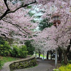 Cherry Blossoms