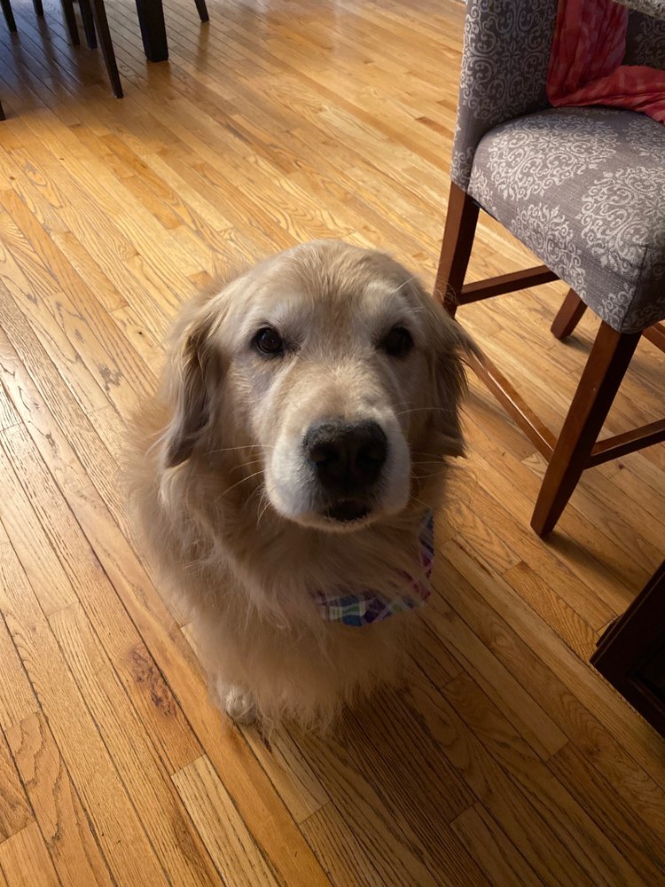 K9 KUTS Updated August 2024 11 Reviews 9372 Transit Rd, East