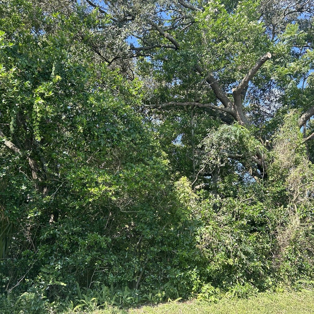 Bluegill's Tree Service - After - Tree Services Near Me Bluegill's Tree Service - After - Tree Services Near Me