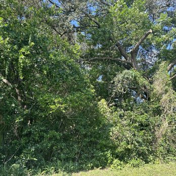 Bluegill's Tree Service - After - Tree Services Near Me Bluegill's Tree Service - After - Tree Services Near Me
