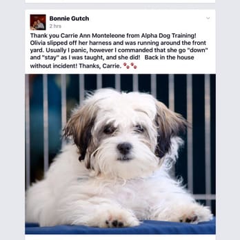 Alpha Dog Training - Pet Training Near Me - Hobe Sound, Florida