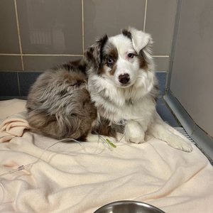 MERWIN MEMORIAL FREE CLINIC FOR ANIMALS 26 Photos 228 Reviews 542