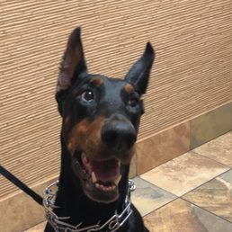 Cosmo had a great time at Roanoke Animal Hospital!