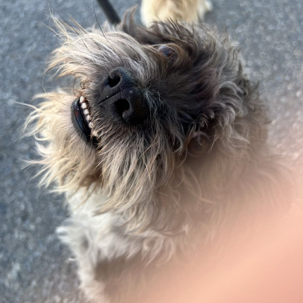 Pahrump grooming - Before - Pet Groomers Near Me - Pahrump, Nevada Pahrump grooming - Before - Pet Groomers Near Me - Pahrump, Nevada