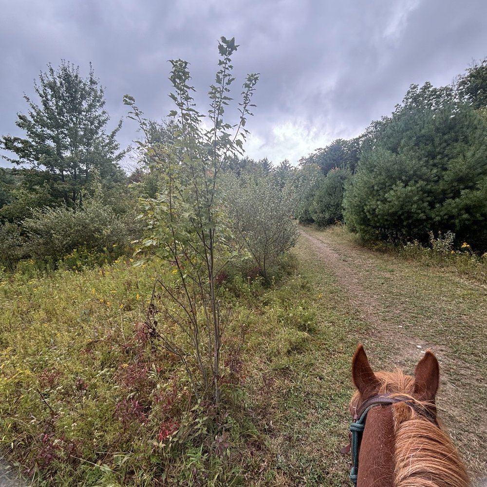 Mountain Rose Farm - Trail - Horseback Riding Near Me - Savona, New York Mountain Rose Farm - Trail - Horseback Riding Near Me - Savona, New York
