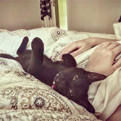 Catering to Cats and Dogs